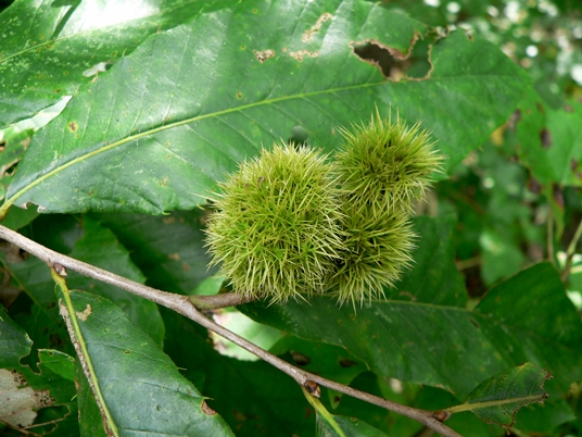 {Castanea pumila}